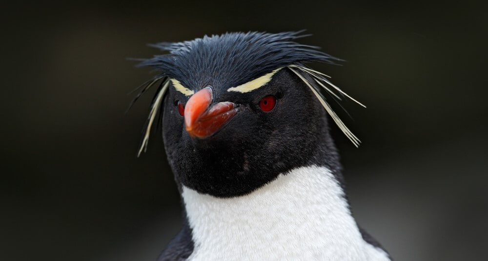 Mean Penguin